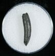Miocene Aged Fossil Whale Tooth - #5670-1